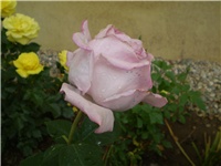 c8dbb92a-Picture 4212.jpg